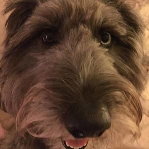 Meet your Posher, Joe